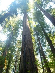 Tall and majestic redwoods