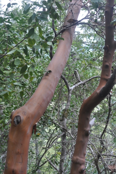 An interesting tree along the trail, the bark was kind of peeling off and was really smooth. 